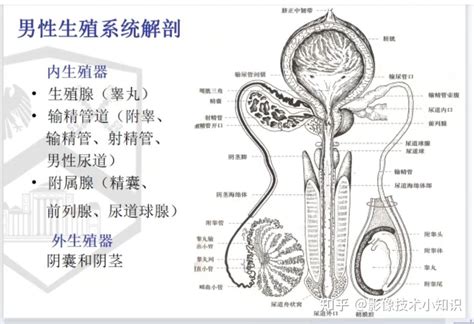 男性 生殖器|男性生殖结构